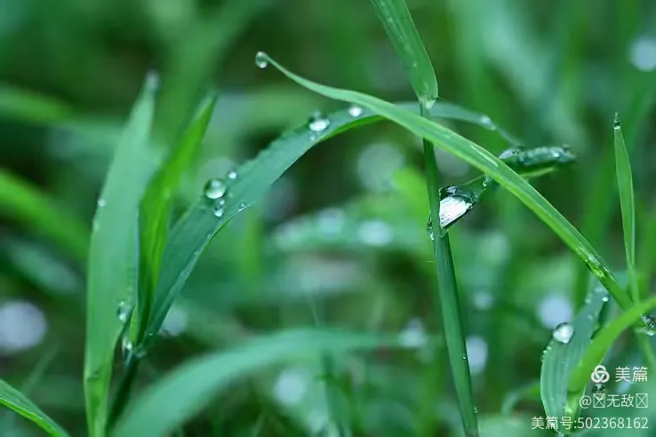 散文诗·小草